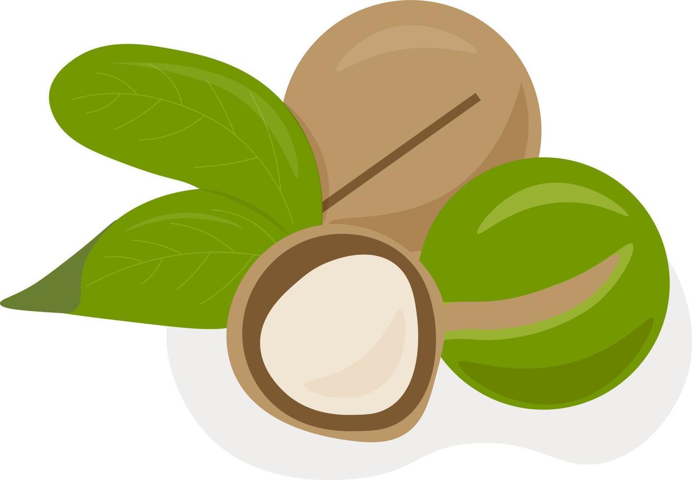 illustration of macadamia with leaves vector