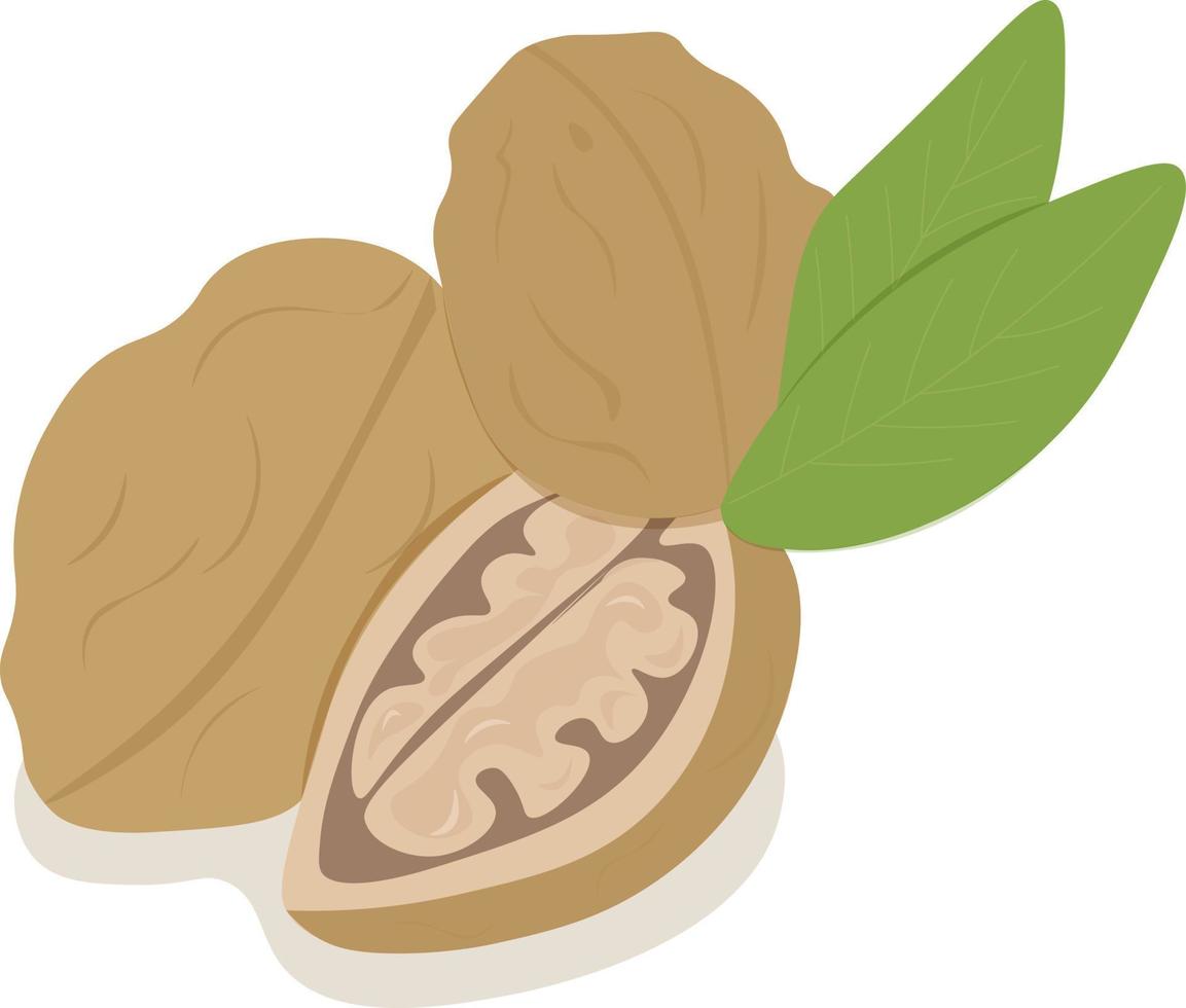 hand drawn illustration of a walnut vector