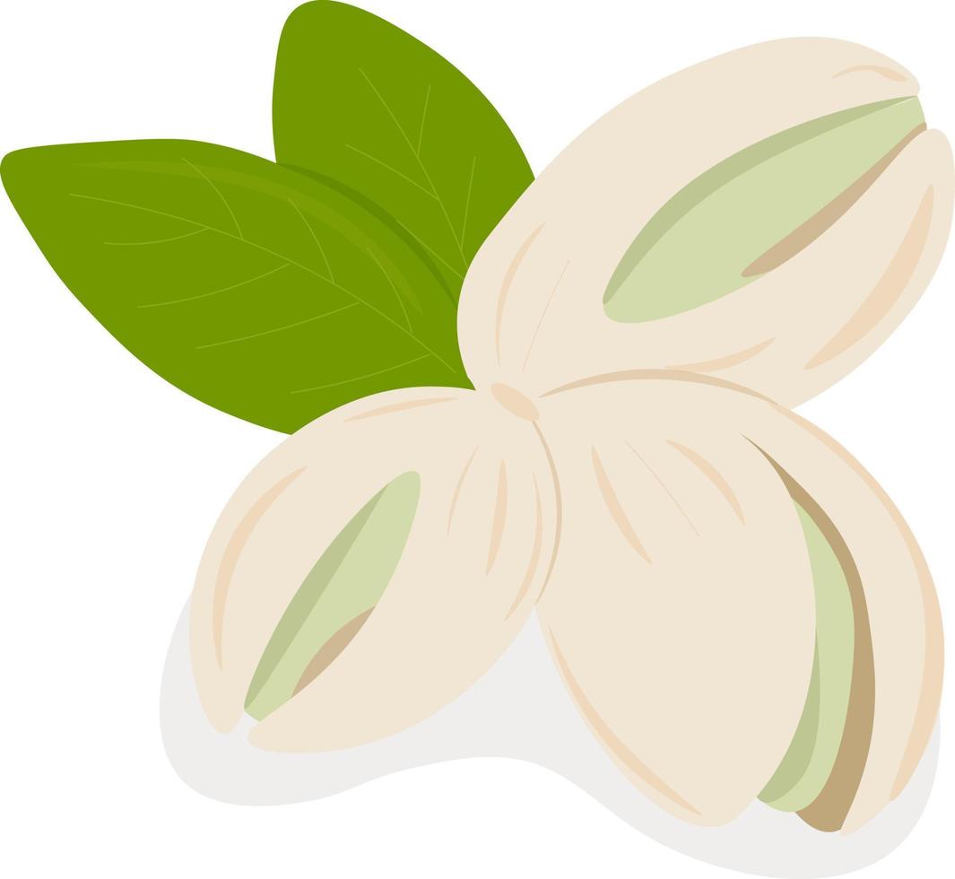 ilustración de pistachos con hojas vector