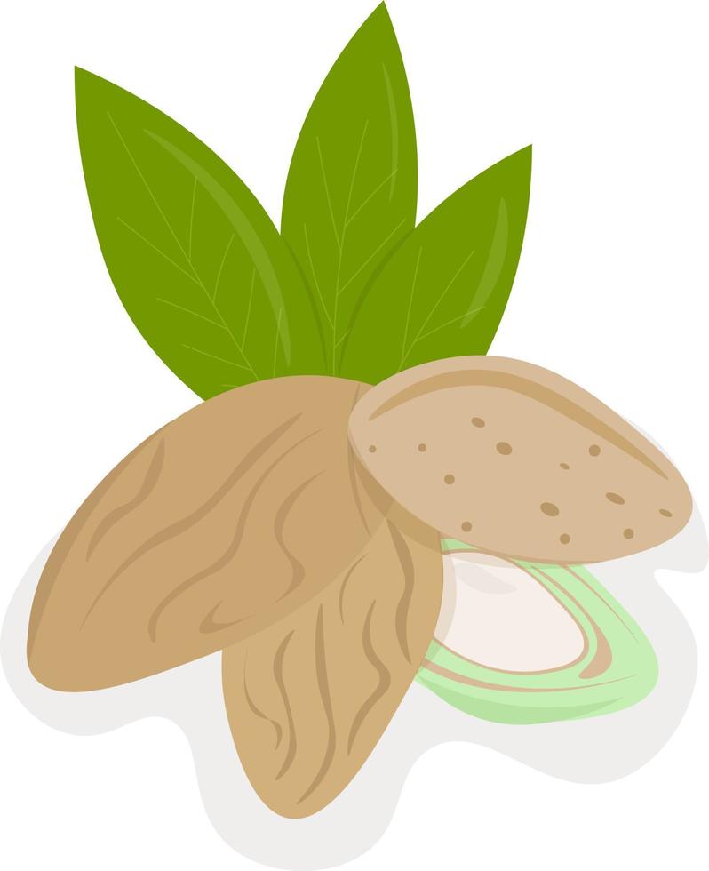 illustration of almond with leaves vector