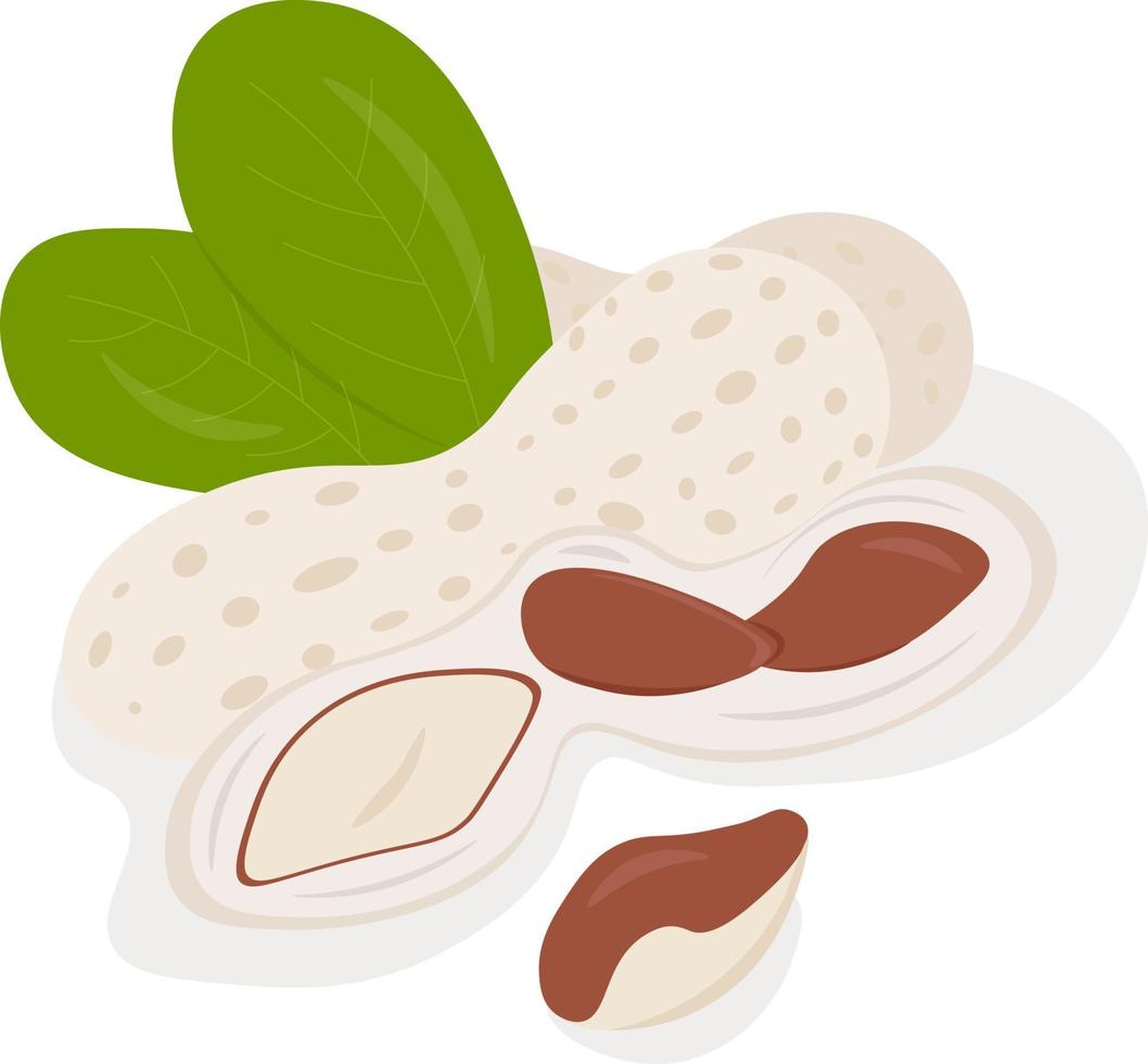 peanut illustration with shell and leaves vector