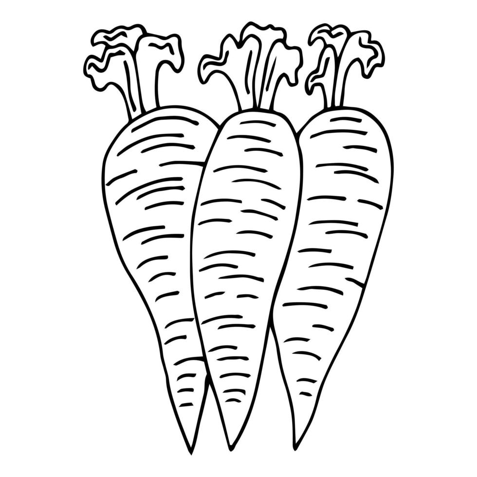 Carrot vector drawing icon. Vegetable in retro style, outline illustration of farm product for design advertising products shop or market.