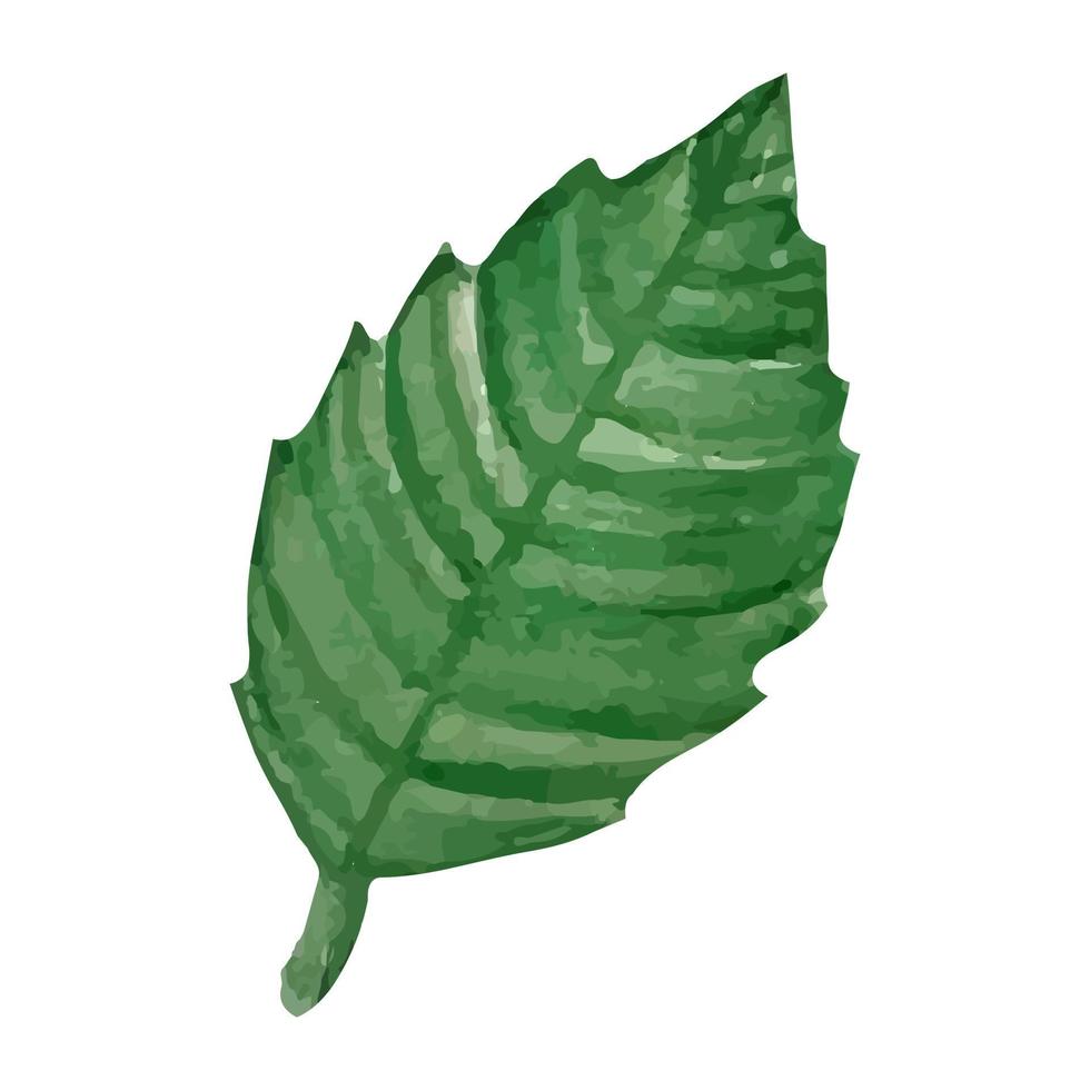 Watercolor strawberry leaf isolate. Green leave on white background. Vector illustration