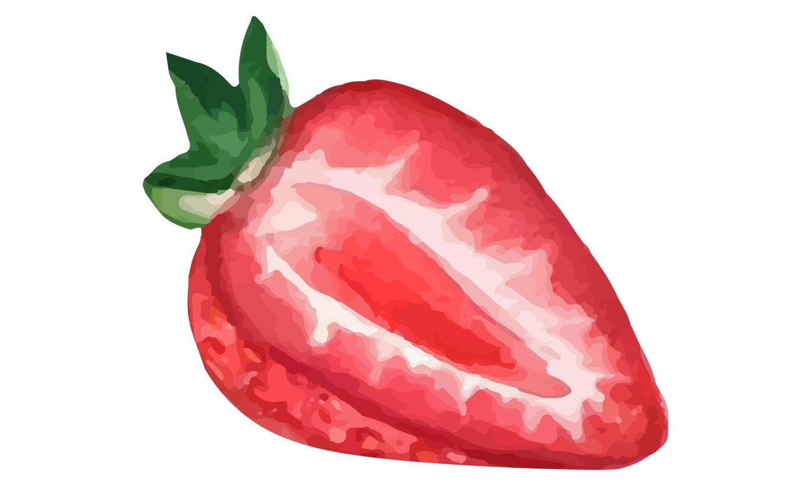 Hand drawn and painted watercolor ripe strawberry. Isolated on white background. Berries and fruit illustration. vector