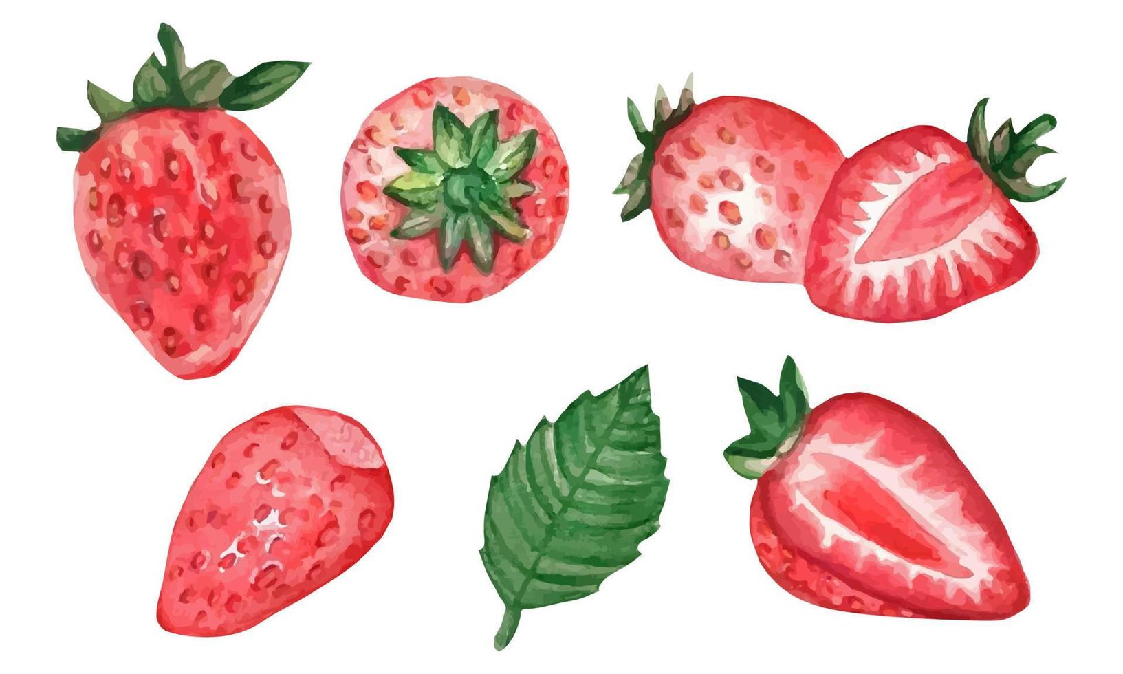 Set of watercolor strawberries, whole berries and cut. Vector illustrationSet of watercolor strawberries, whole berries and cut. Vector illustration