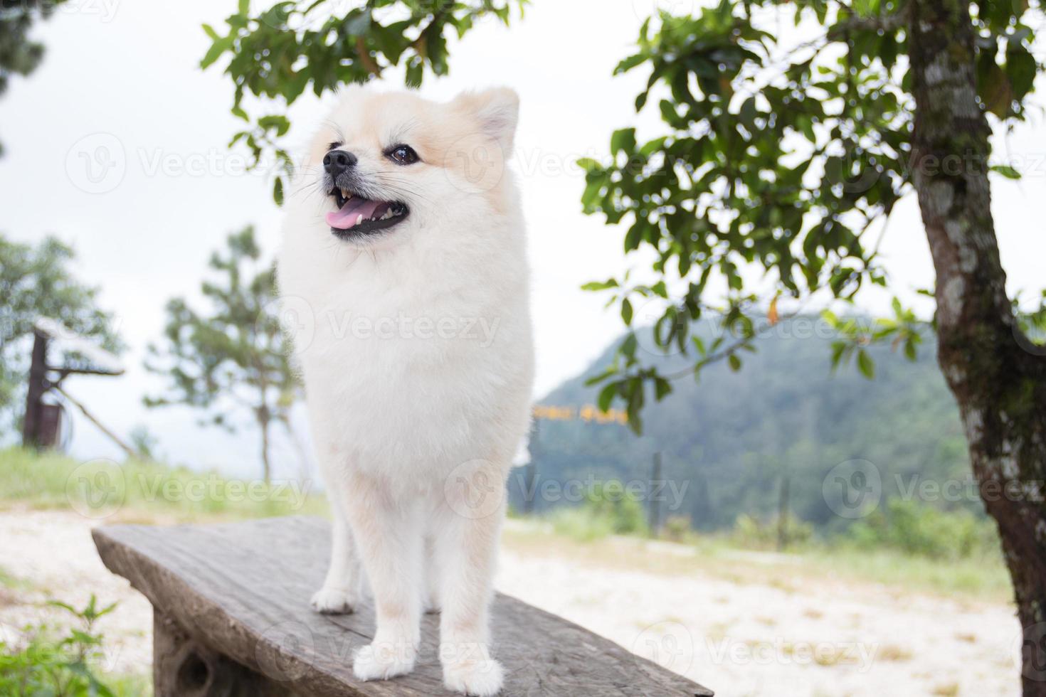 Pomeranian Dog standing on wooden plate in the national park photo