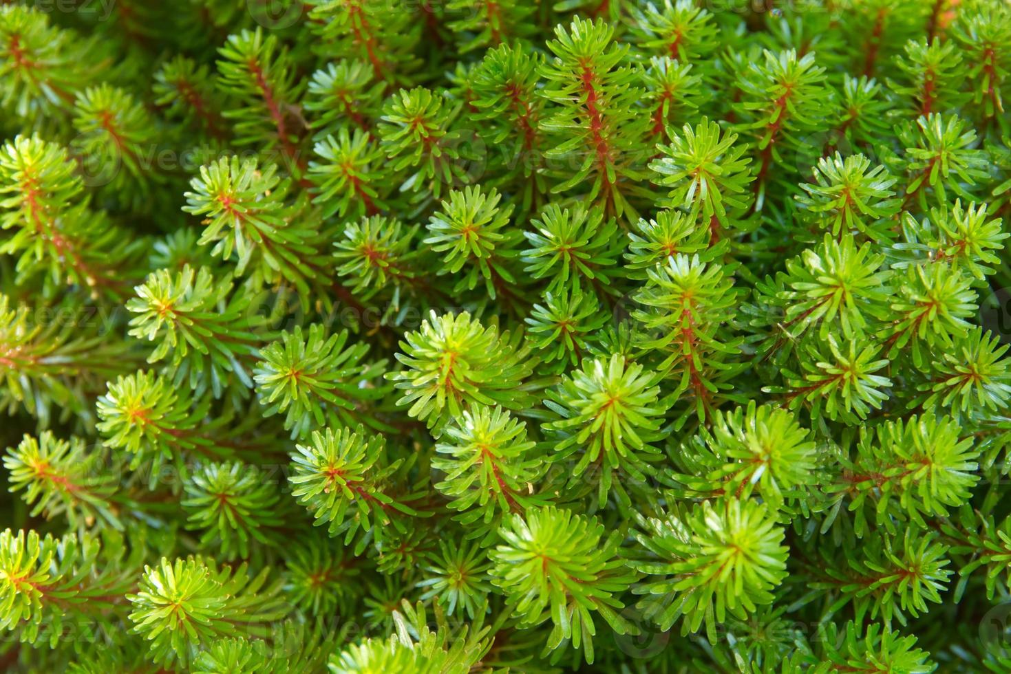 Parrot feather watermilfoil top view and close up concept. photo