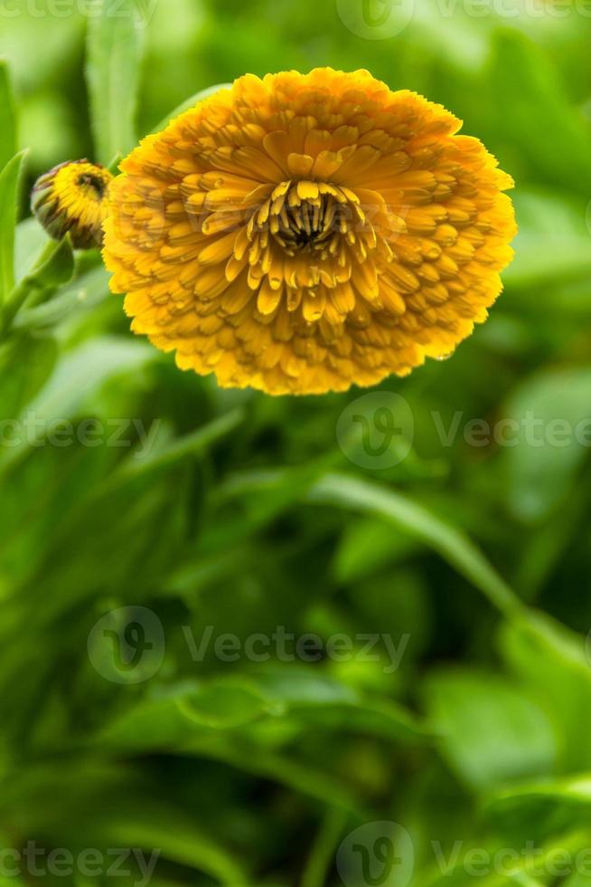 Yellow daisies in garden, Close up concept green in background. photo