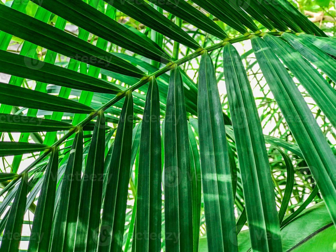 Branches of palm trees in sunny day, Abstract for background. photo