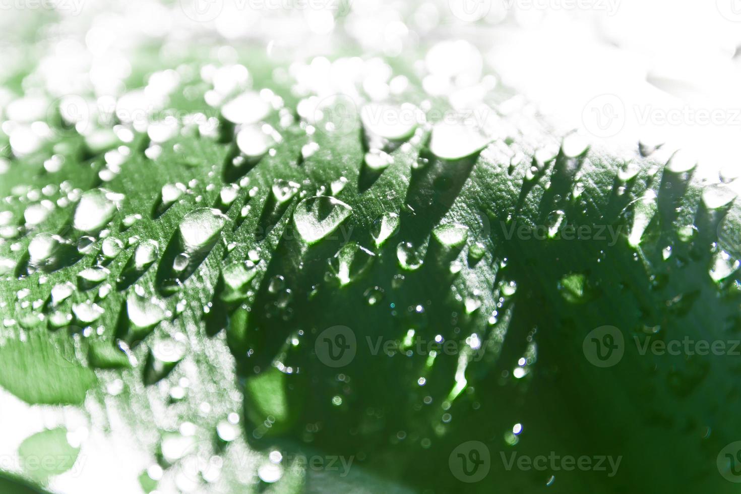 Water drops on green leaf, Macro concept. photo