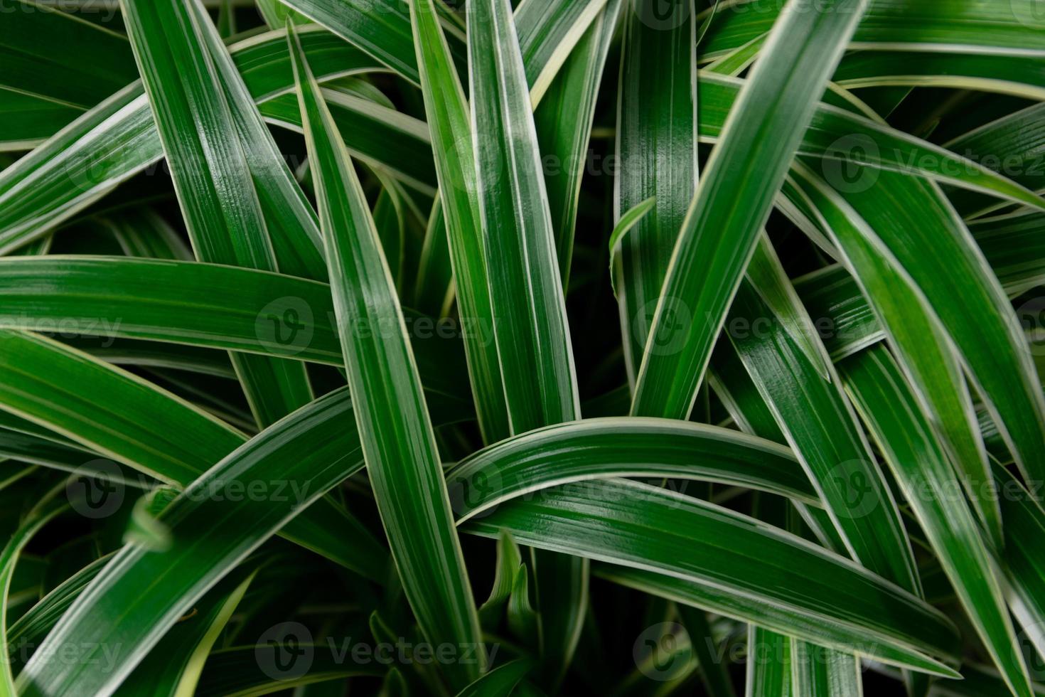 Close up nature view of green leaf, Dark and wallpaper concept. photo