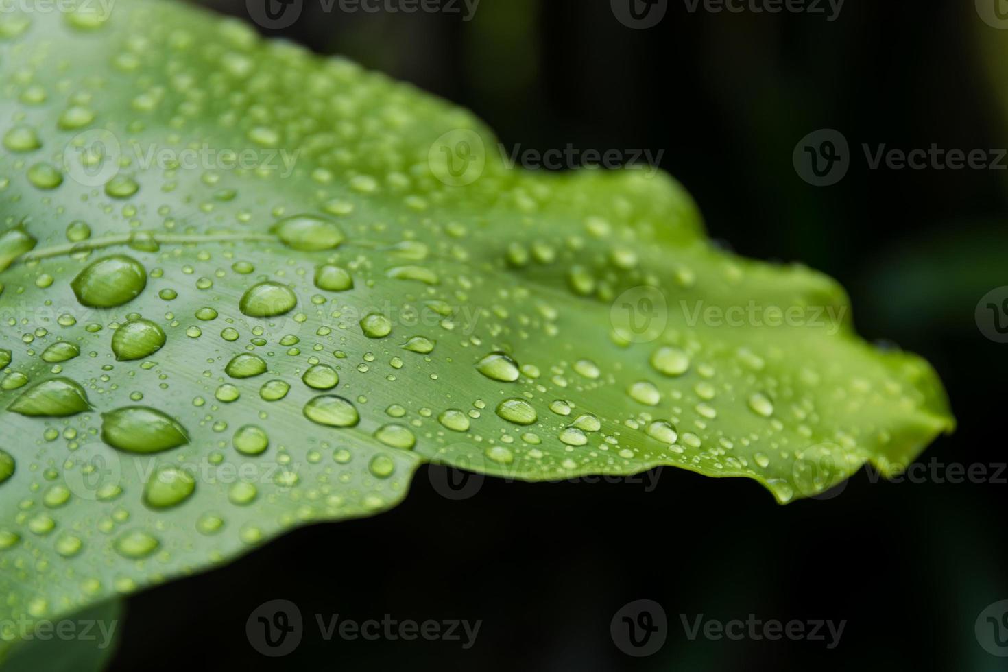 Water drops on green leaf, Macro concept. photo