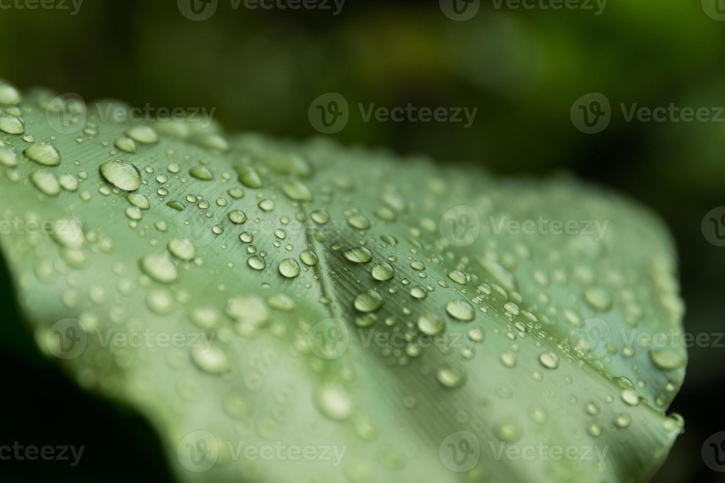 Water drops on green leaf, Macro concept. photo