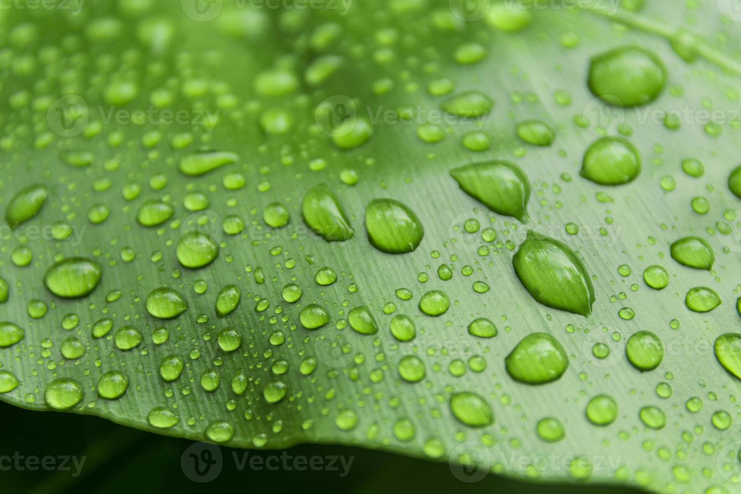 Water drops on green leaf, Macro concept. photo