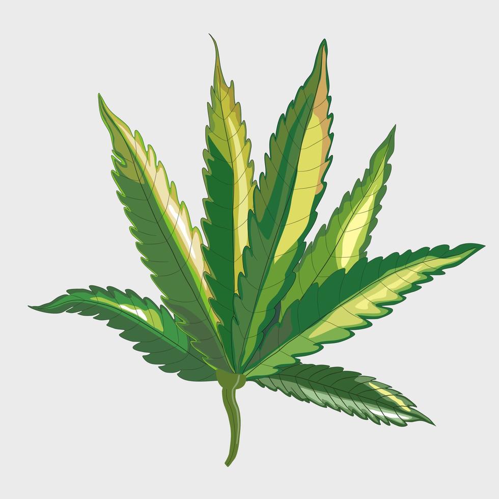 una imagen vectorial plana de hojas de marihuana o cannabis, útil para drogas médicas pero en atención utilizada. aislar la imagen de arte vectorial. vector