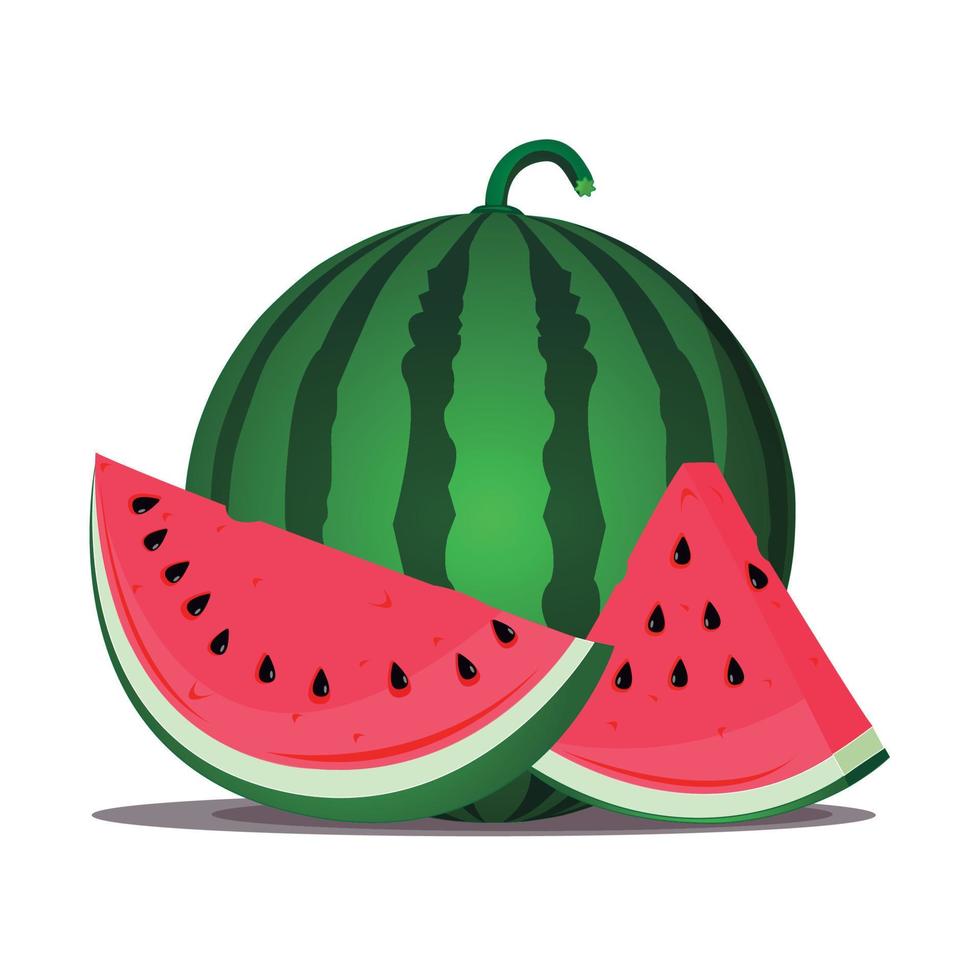 Ripe watermelon and two juicy slices, illustration on white background vector
