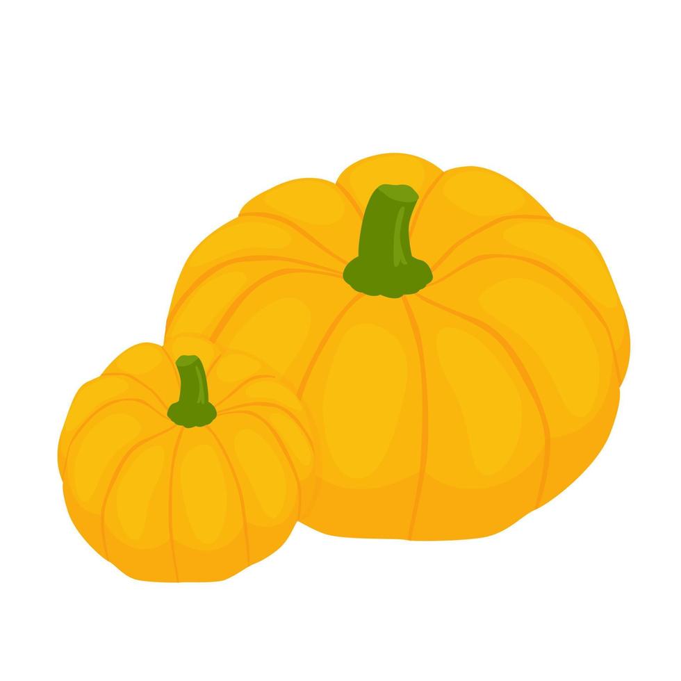 Two orange pumpkins on a white background. vector