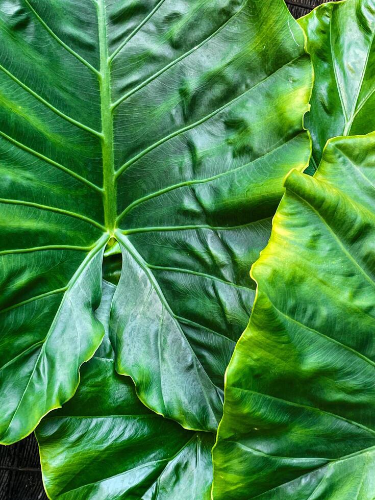 details of fresh taro leaves. leaves are green and arranged naturally. for a tropical plant themed background wallpaper photo