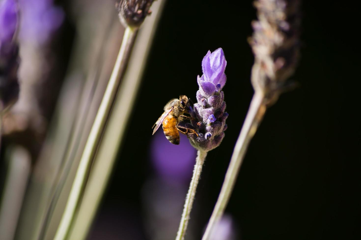 Bee Lavender Close Up photo