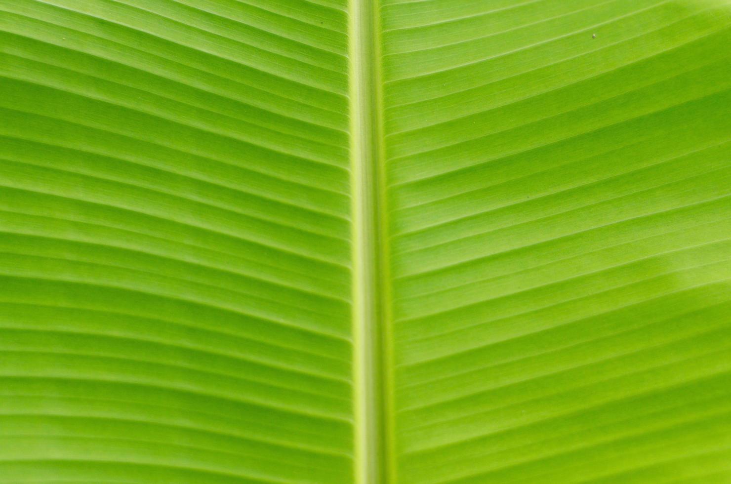 Close-up top view of green banana leaf background and texture. photo