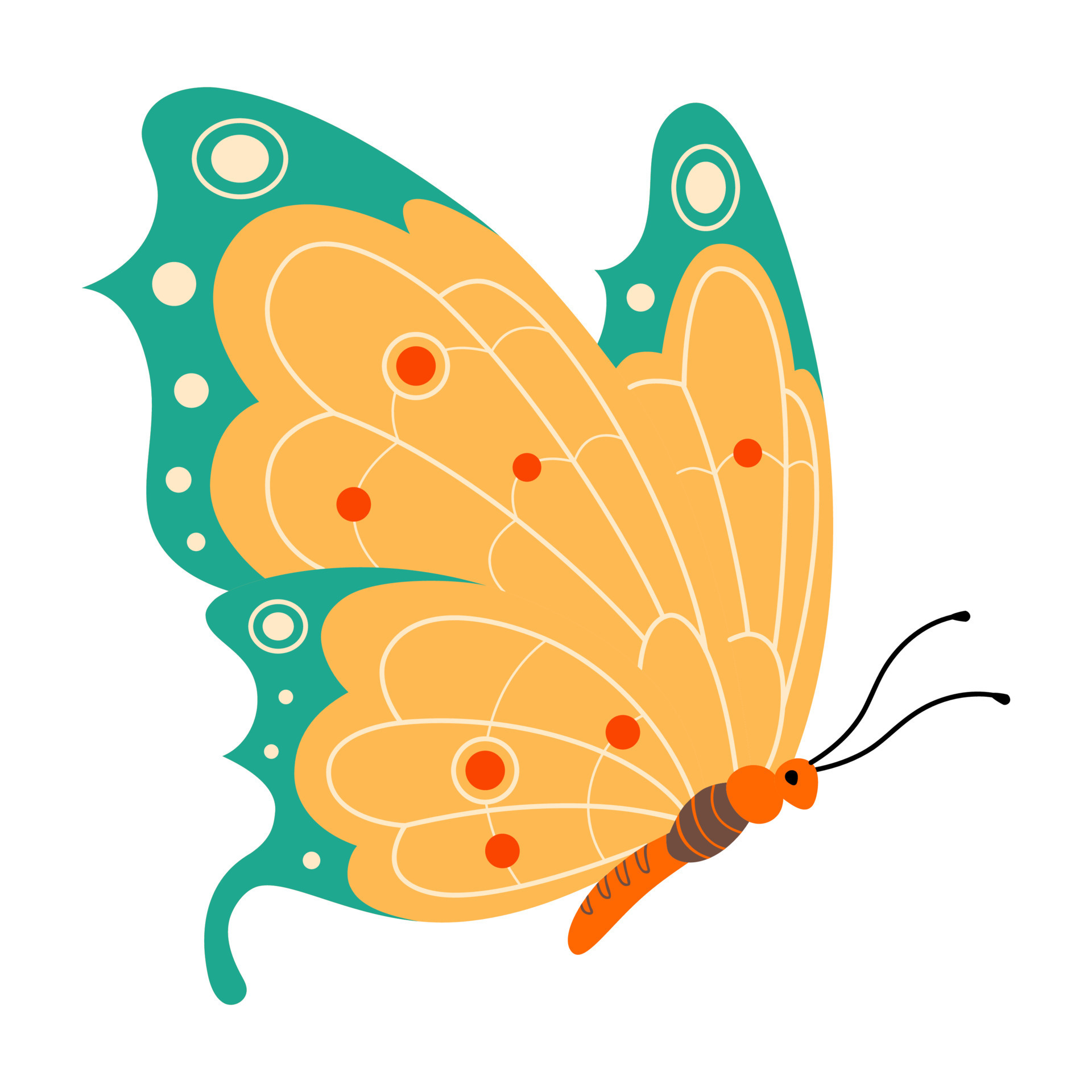 Butterfly vector illustration clipart. Cute Butterfly isolated. 8350592