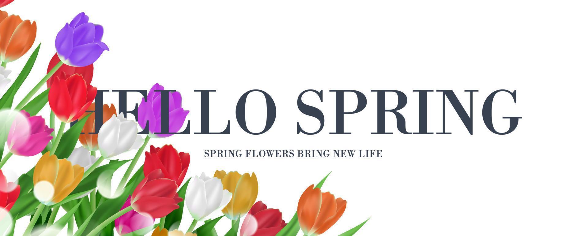 elegante hola primavera texto marco floral banner, coloridos tulipanes ramo fondo vector ilustración