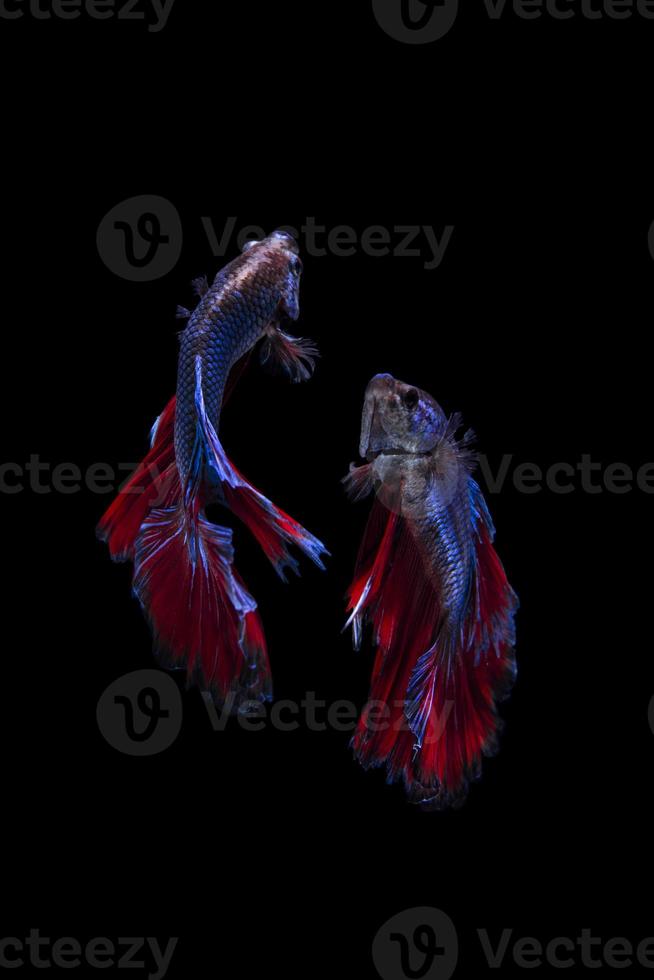 Siamese fighting fish on black background photo