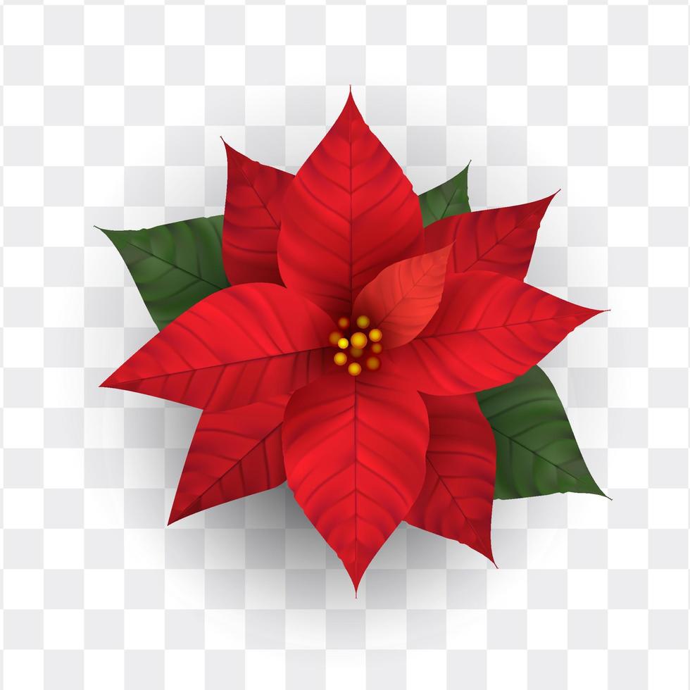 flor de nochebuena realista vector aislado