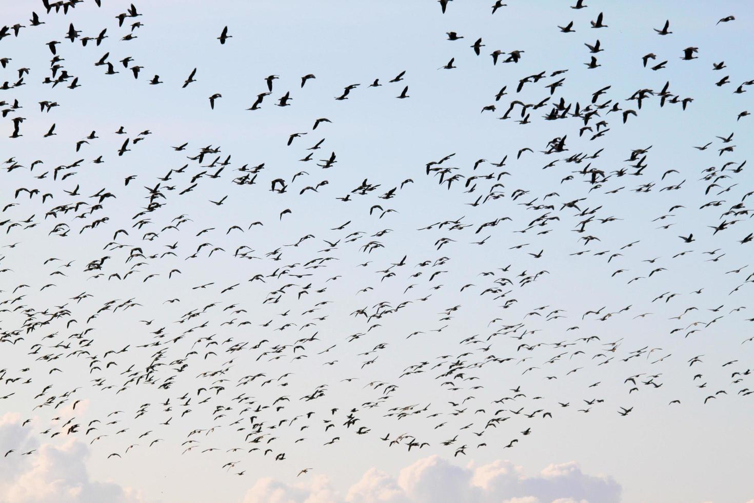 A view of some Geese in Flight over Martin Mere Nature Reserve photo