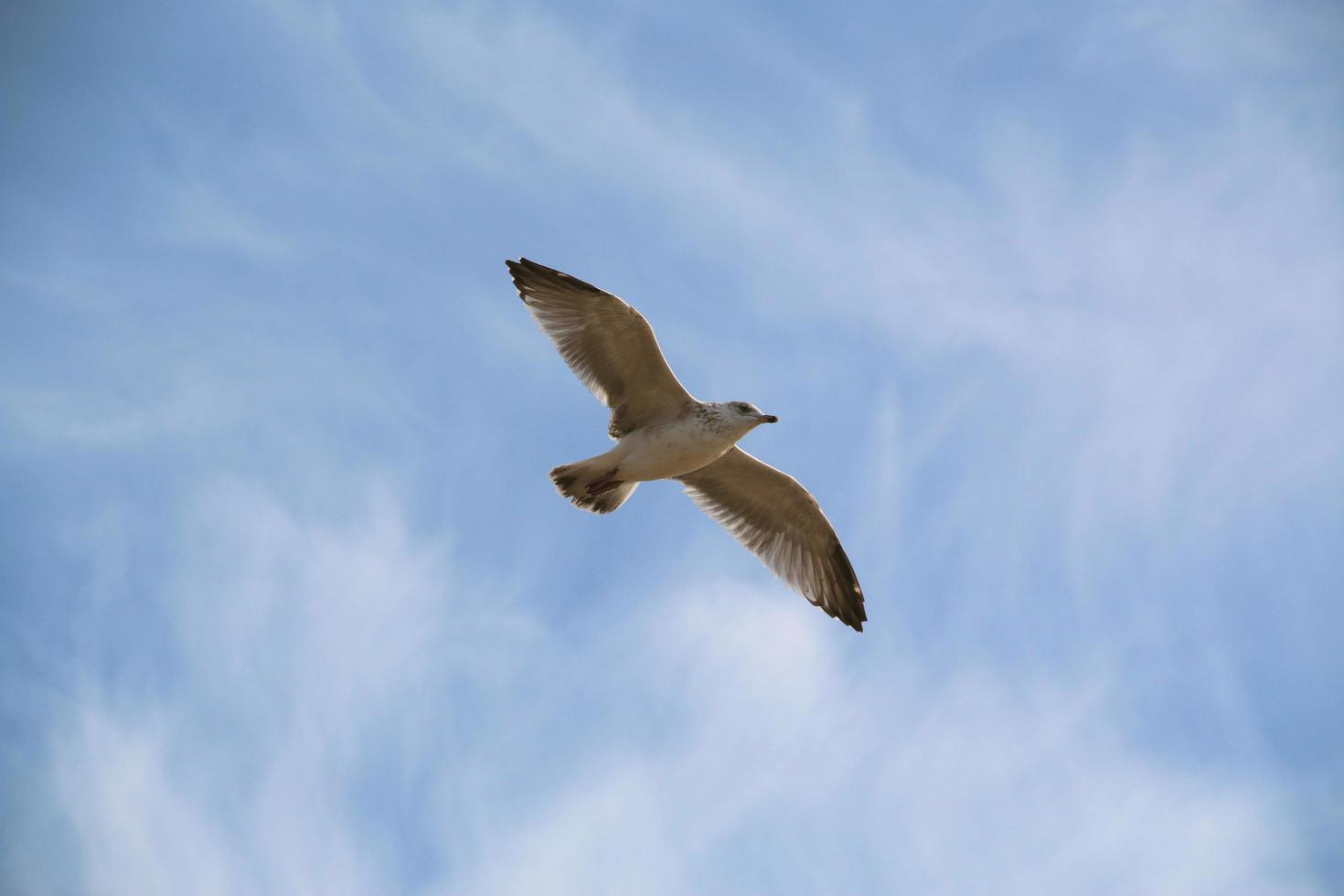 A close up of a Herring Gull at Blackpool photo