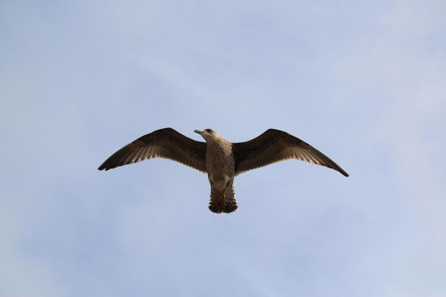 un primer plano de una gaviota argéntea en blackpool foto