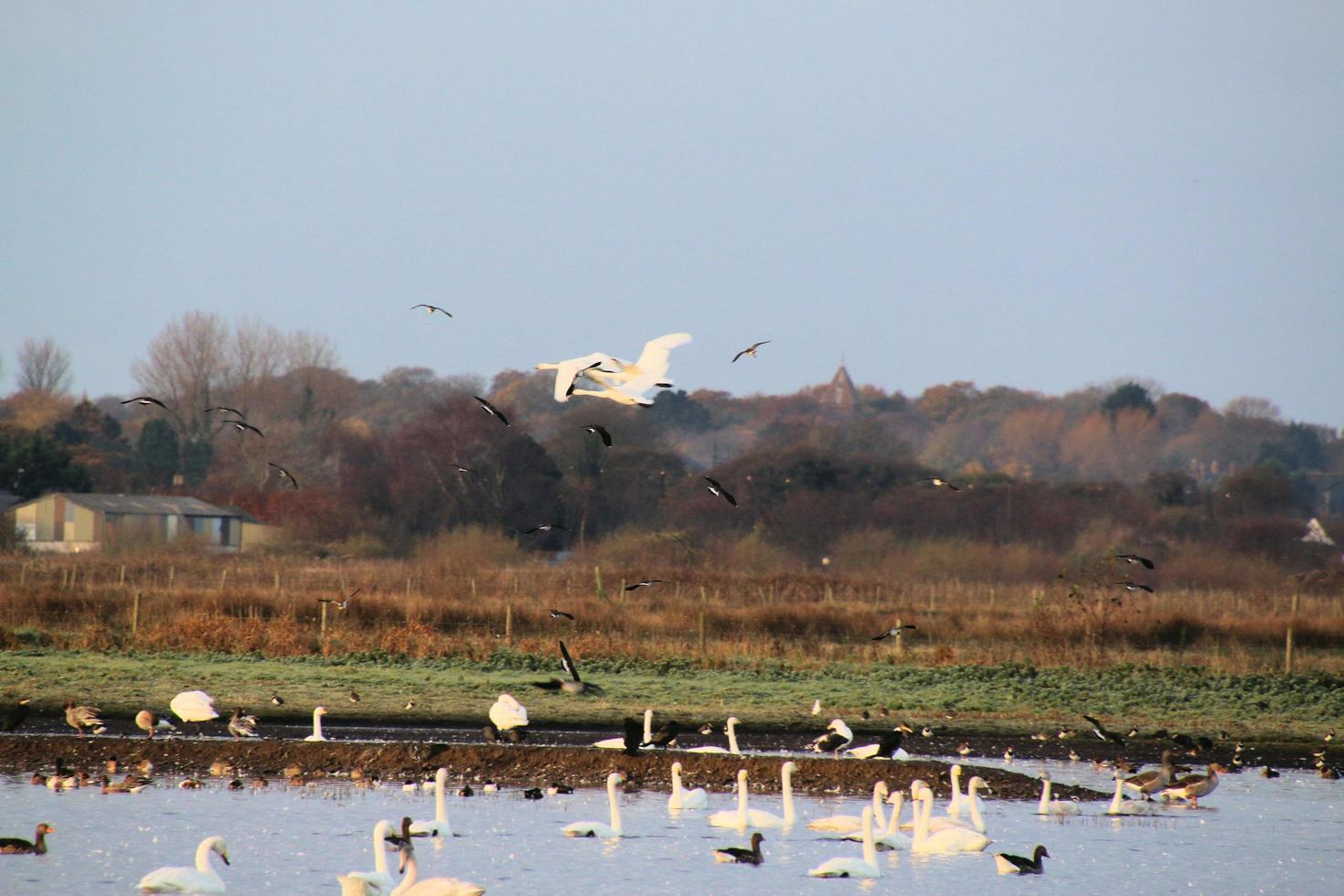 A view of some Whooper Swans at Martin Mere Nature Reserve photo