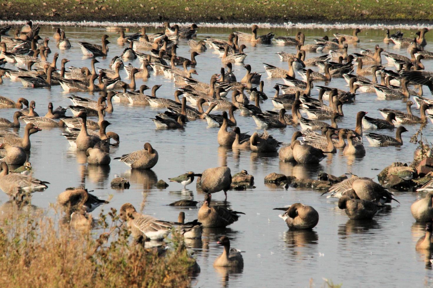 A view of some Geese in Flight over Martin Mere Nature Reserve photo