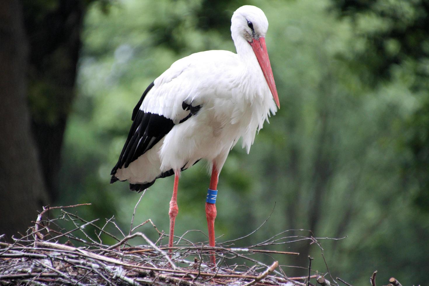 A close up of a White Stork photo