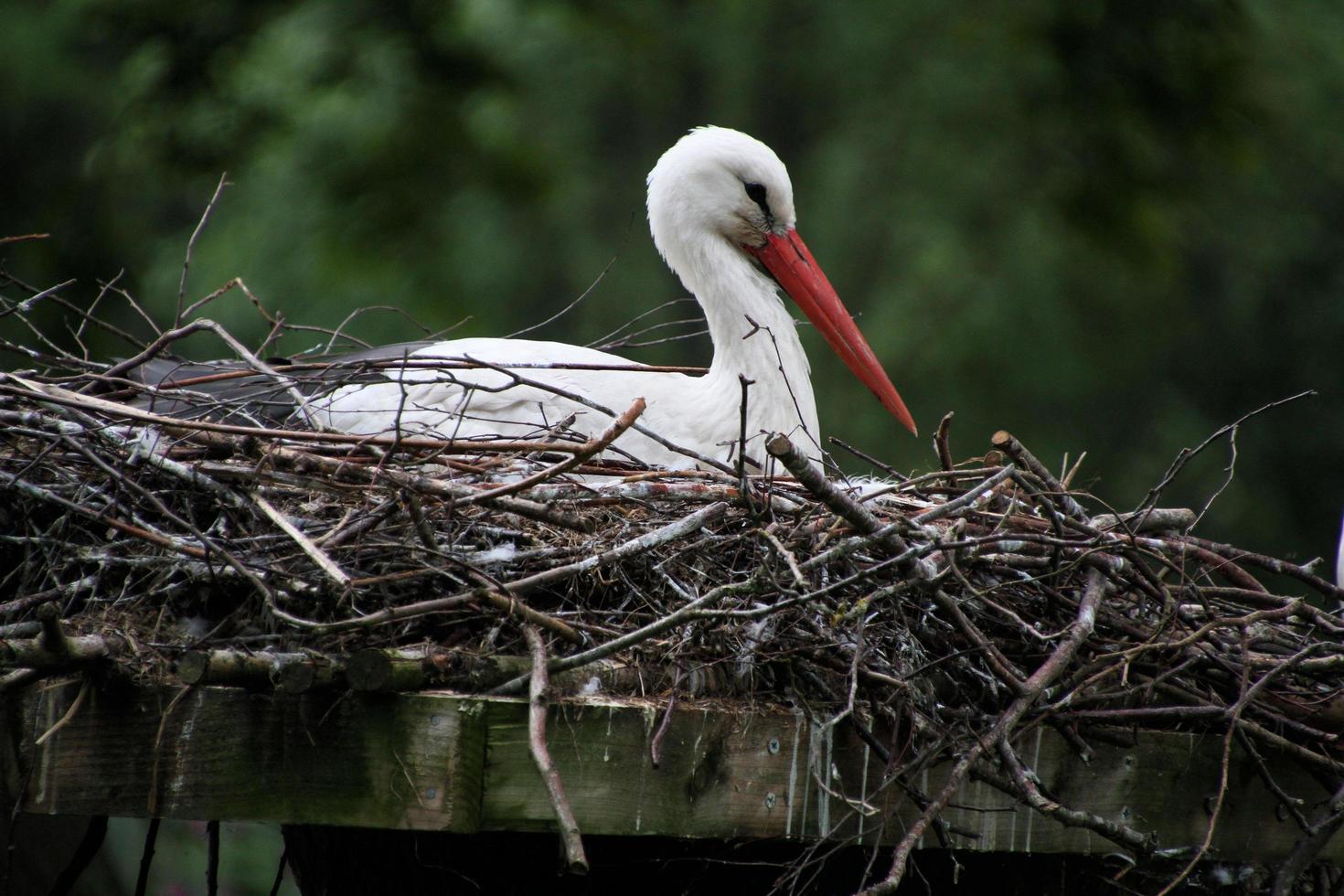 A close up of a White Stork photo