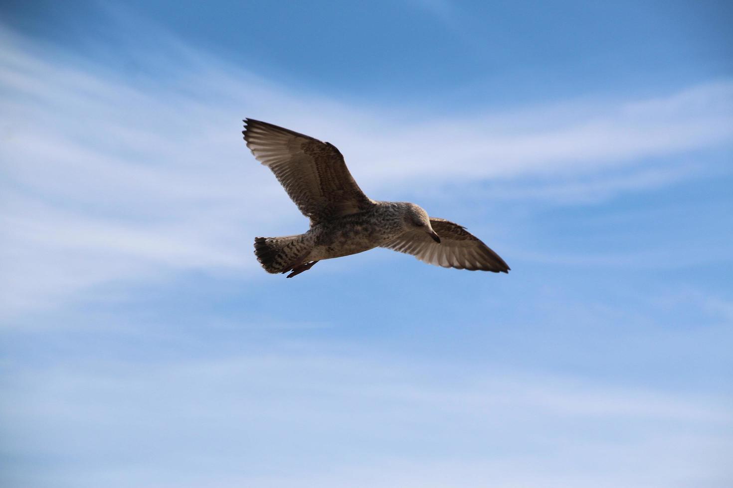 un primer plano de una gaviota argéntea en blackpool foto