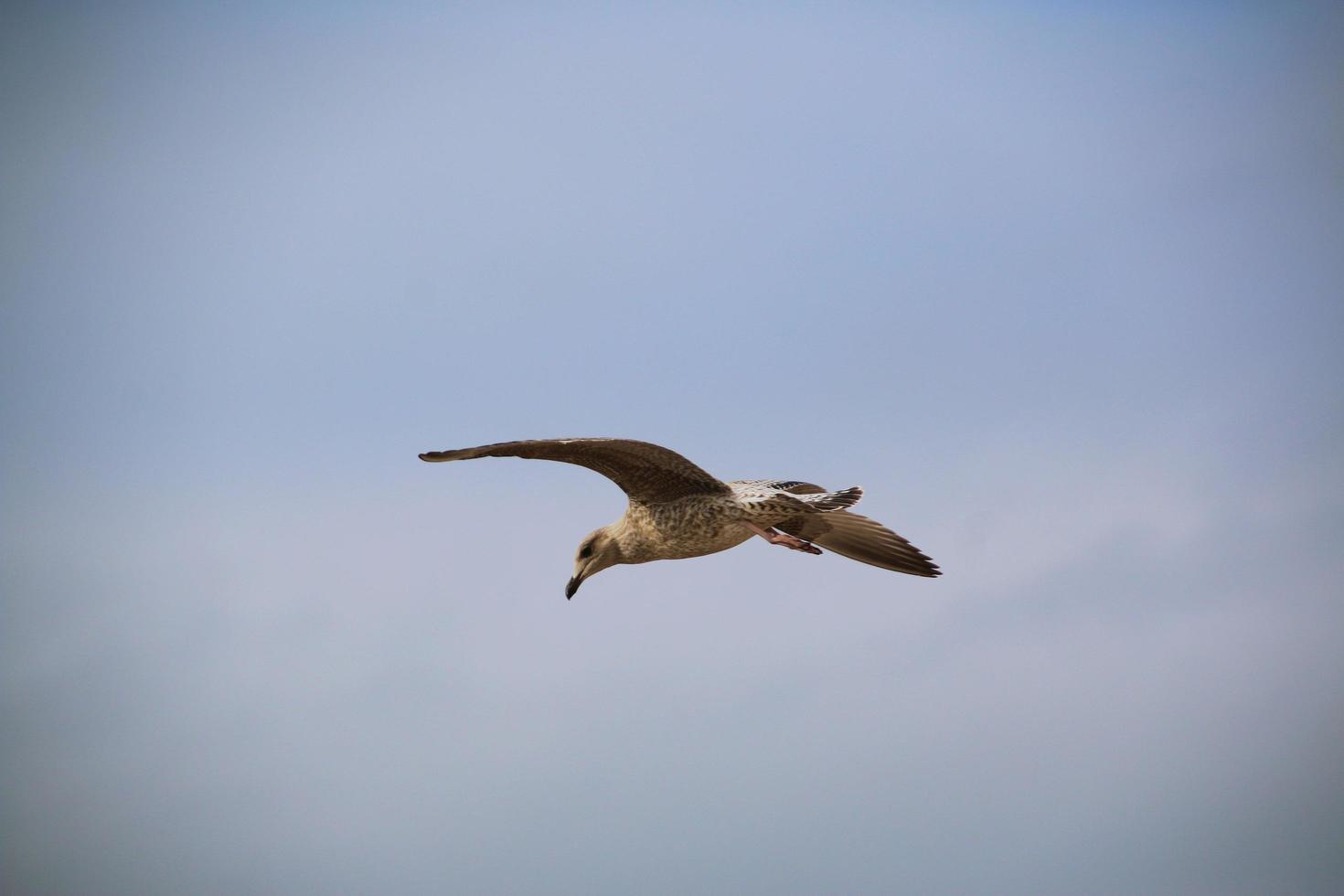 A close up of a Herring Gull at Blackpool photo