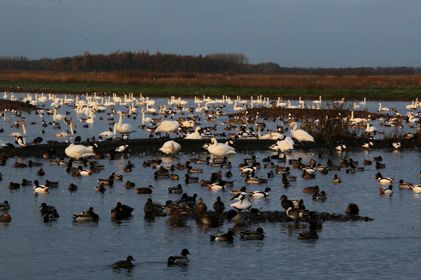 A view of some Whooper Swans at Martin Mere Nature Reserve photo