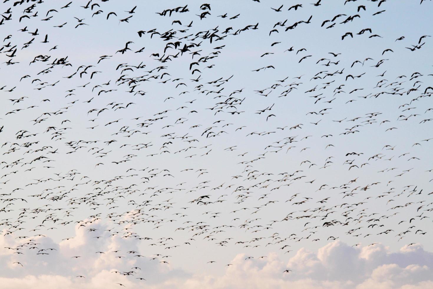 A view of some Geese in Flight over Martin Mere Nature Reserve photo