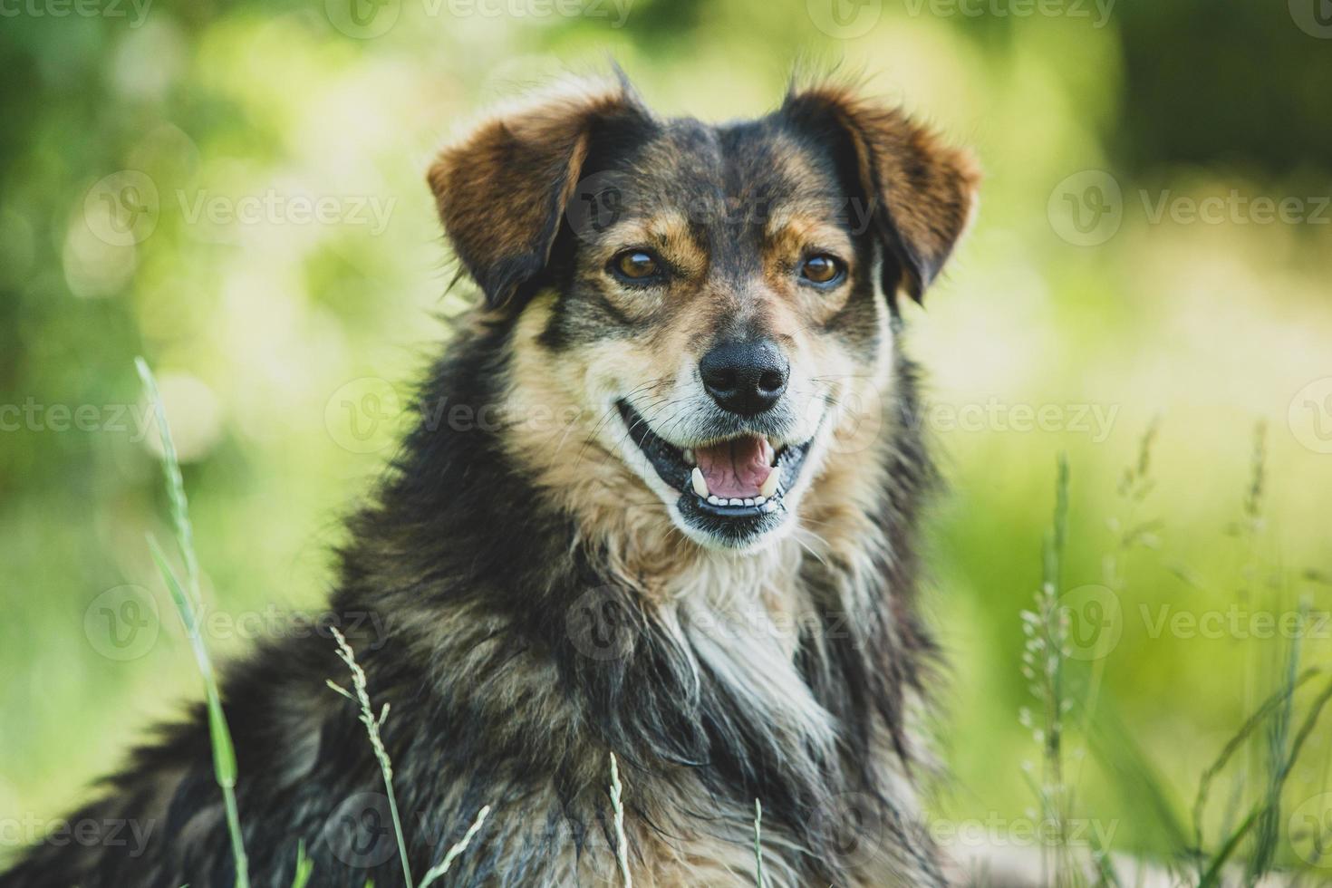 un perro feliz foto