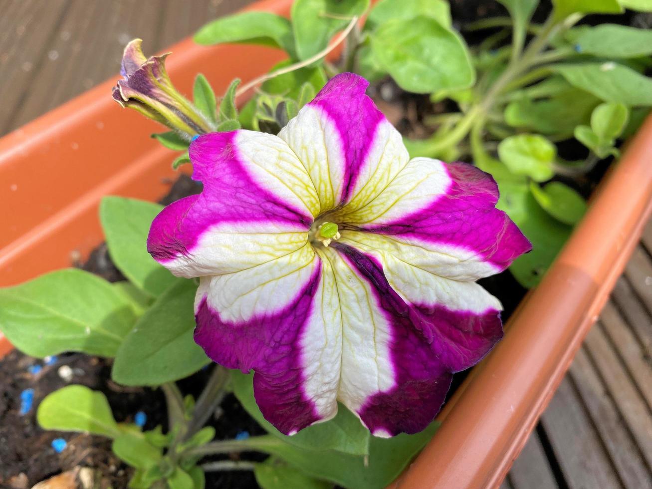 A view of some flowers in the Garden photo