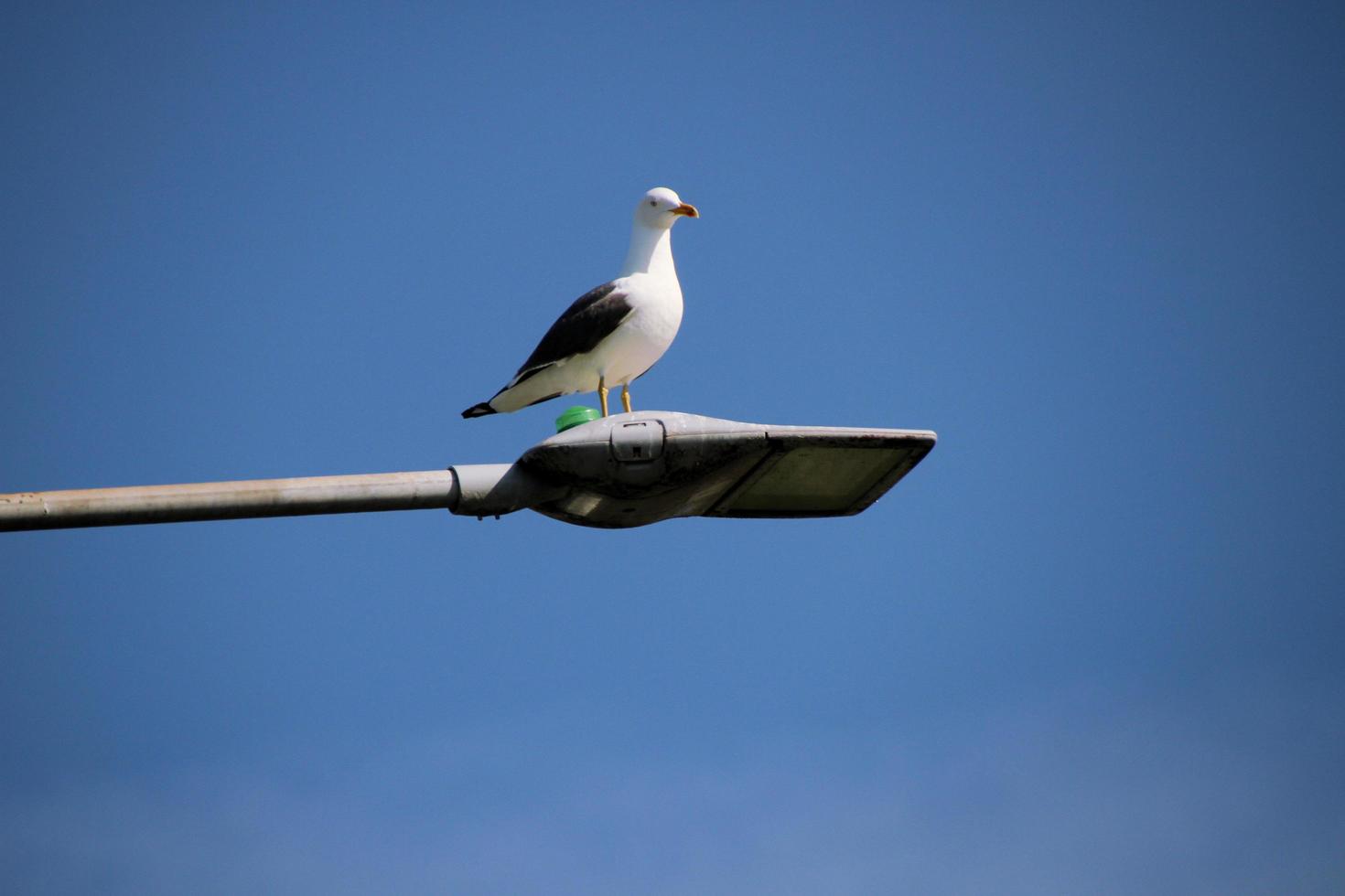 A close up of a Herring Gull photo