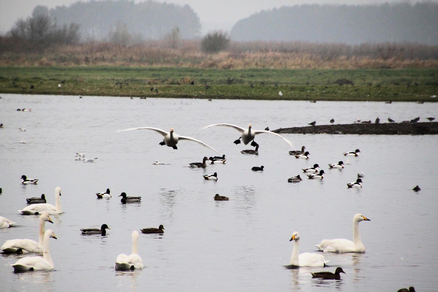 A view of some Whooper Swans at Martin Mere Nature Reserve photo