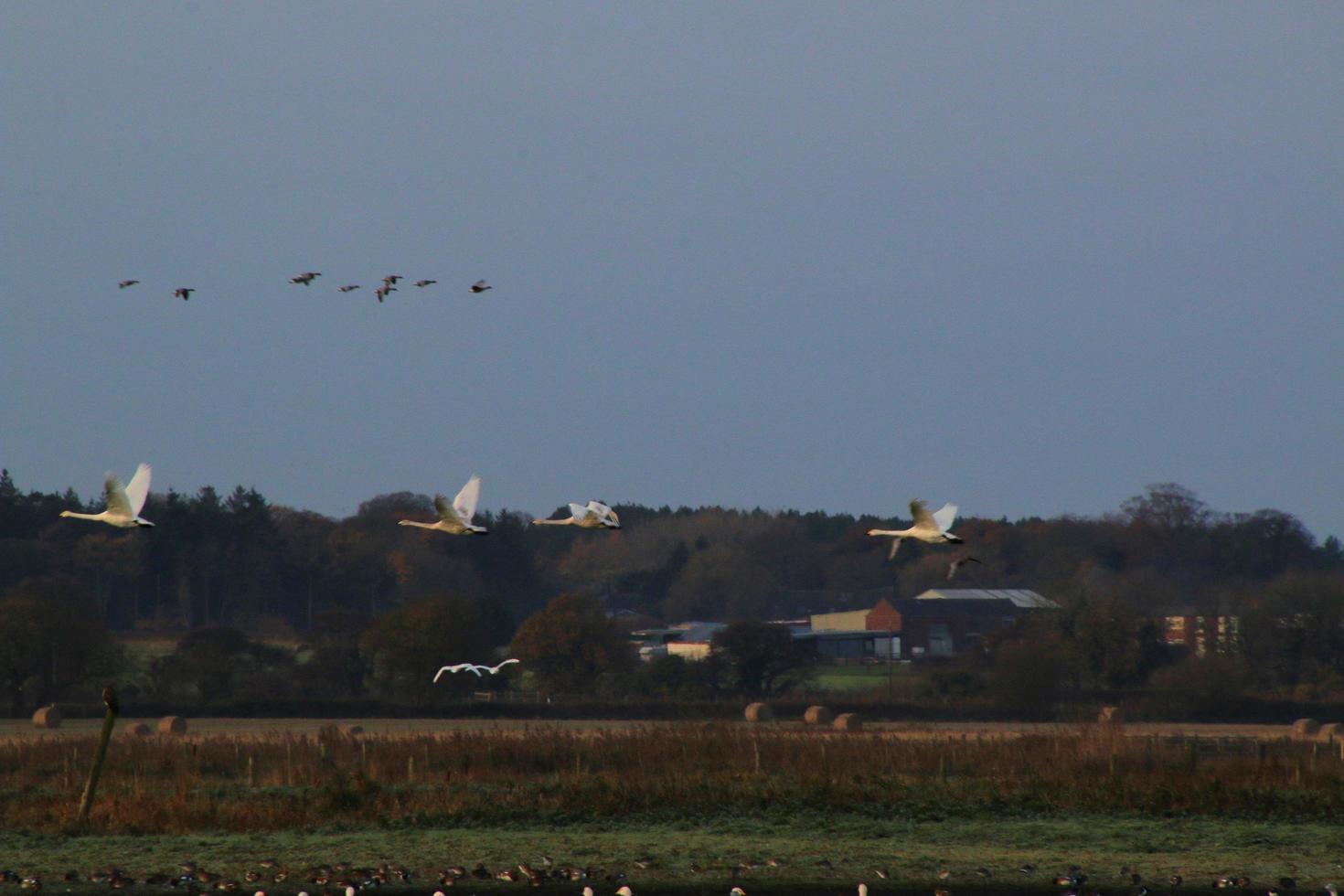 A view of some Whooper Swans at Martin Mere Nature Reserve photo