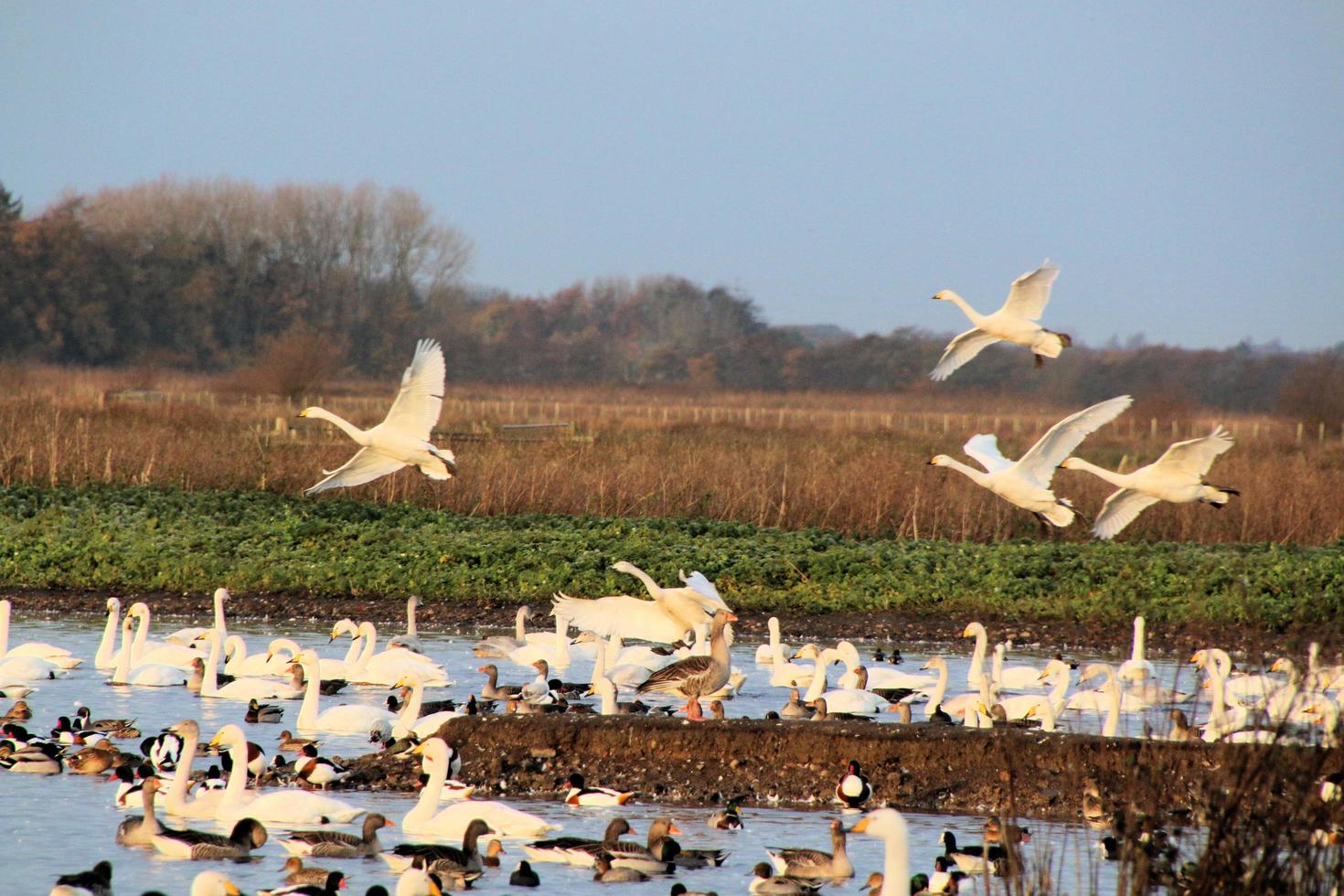 A view of some Whooper Swans at Martin Mere Nature Reserve photo