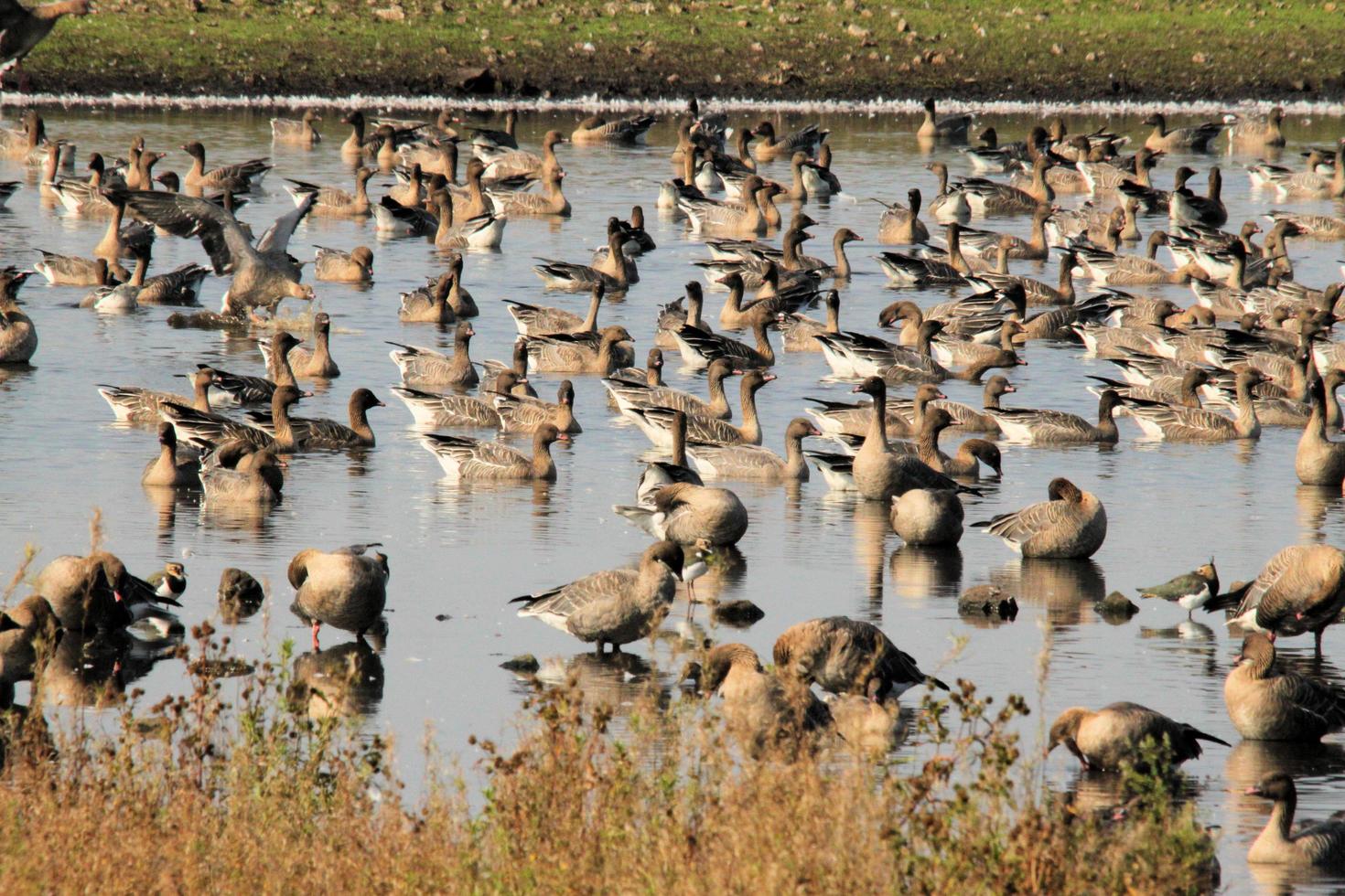 A view of some Geese in Flight over Martin Mere Nature Reserve photo