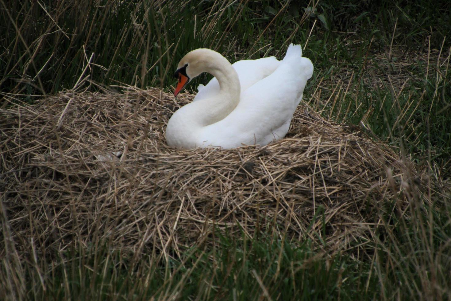 A close up of a Mute Swan at Burton Mere Wetlands Nature Reserve photo