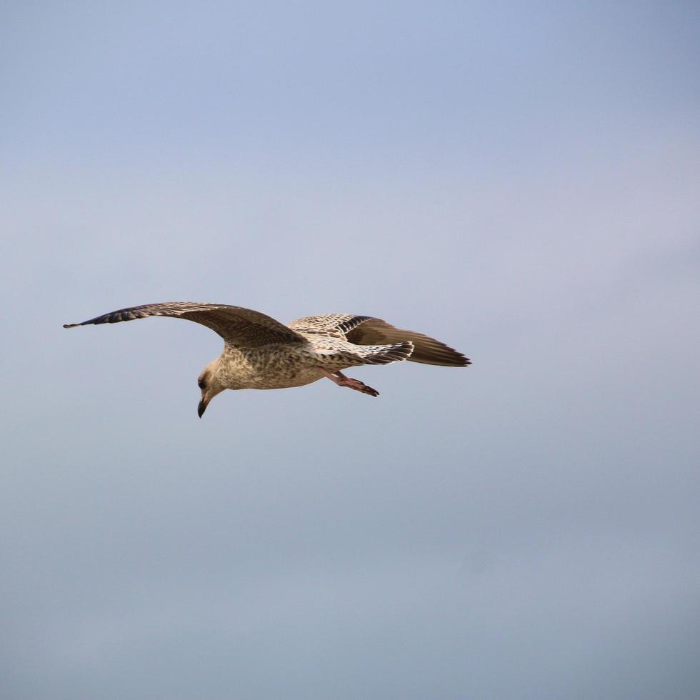 A close up of a Herring Gull at Blackpool photo