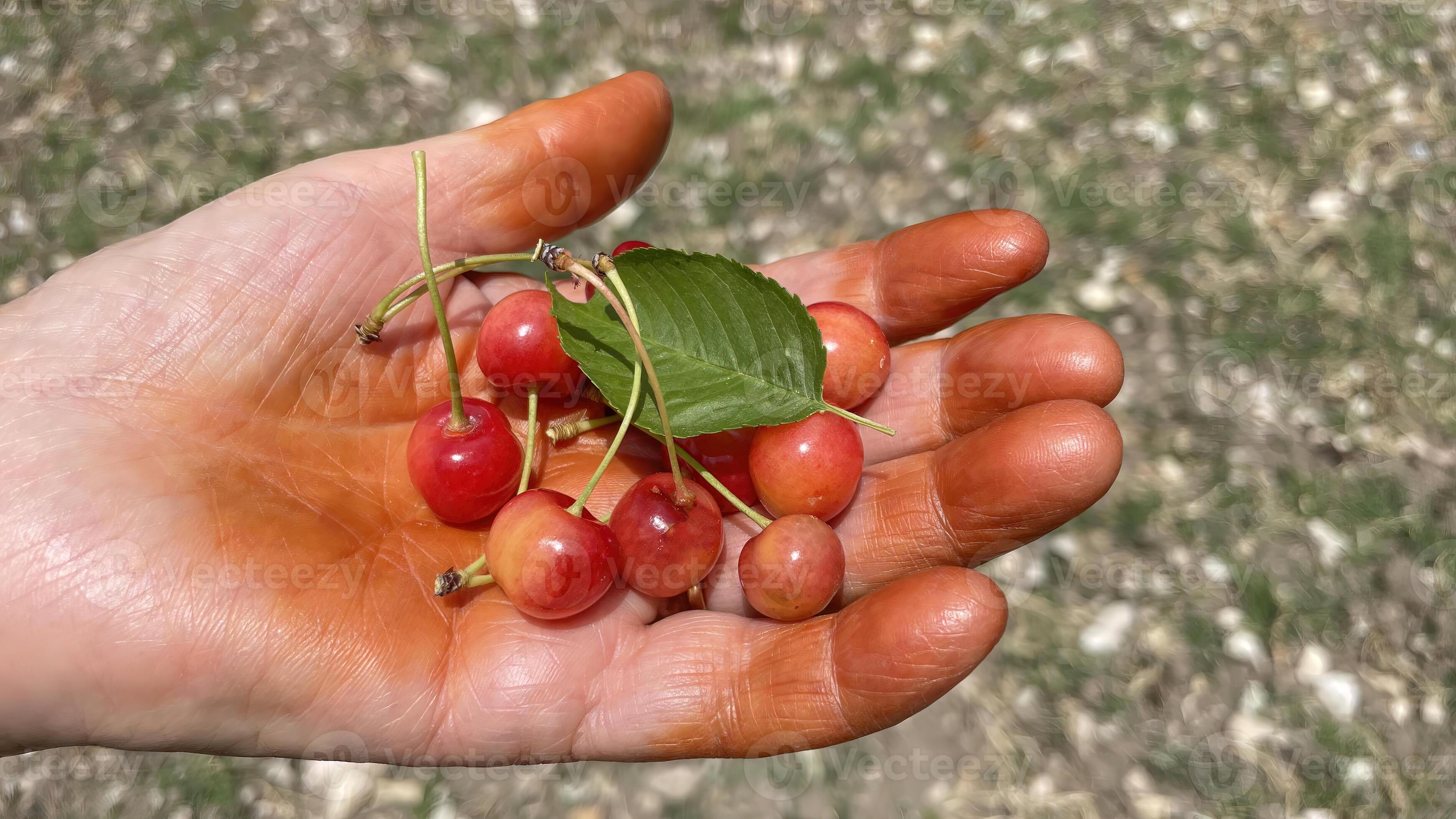 Taste Of Nyc: The Most Delicious Fruits You Can Find Now - gwck1z1