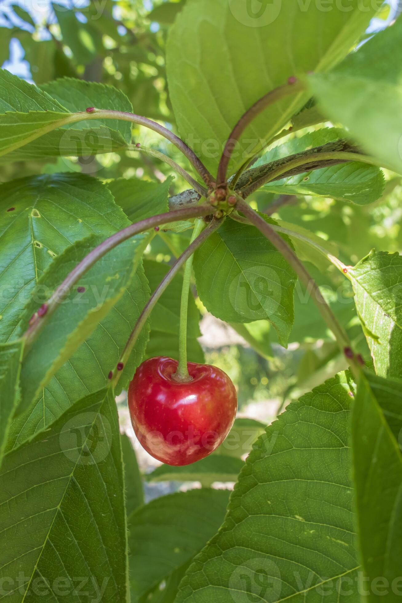 Taste Of Nyc: The Most Delicious Fruits You Can Find Now - fmm073f